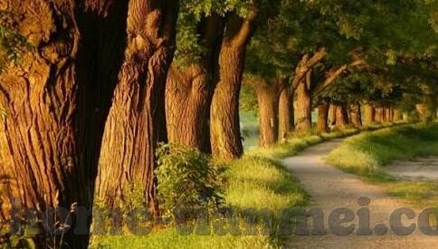 欧美经典三级中文字幕-欧美经典三级电影的魅力探索，中文字幕下的文化交融